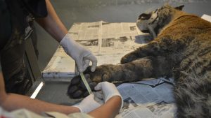 Harimau Sumatra Mati Terjerat di Agam Sumbar, Kaki Kiri Putus