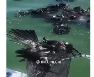 Viral Burung-burung Nasar Berjatuhan di Teluk Meksiko