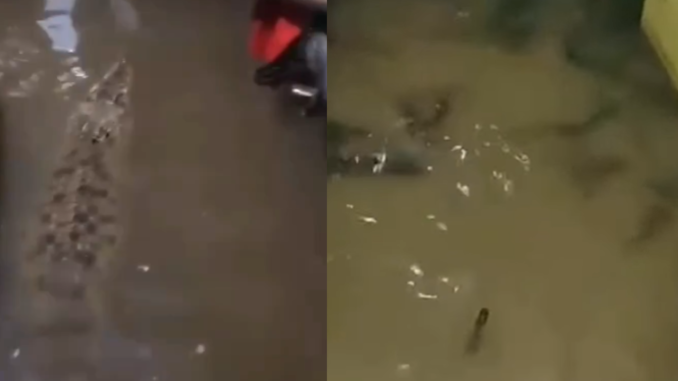 Ikan Lele Masuk ke Rumah Warga Kalideres Saat Banjir,