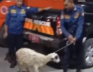 Warga Kehilangan Kambing, Lapor Damkar Bantu Cari Sampai Ketemu
