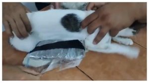 Kucing Ini di Tangkap Usai Ketahuan Selundupkan Narkoba