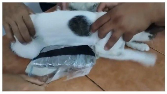 Seekor Kucing di Tangkap Ketahuan Selundupkan Narkoba di Penjara Kosta Rika