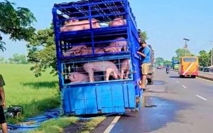 Viral Babi Dimandikan di Pinggir Jalur Pantura Indramayu
