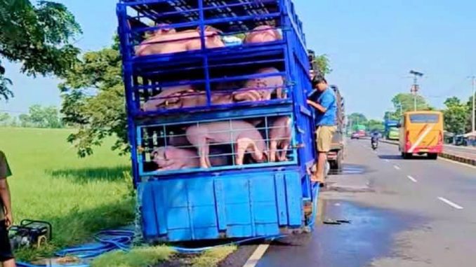 Viral Babi Dimandikan di Pinggir Jalur Pantura Indramayu