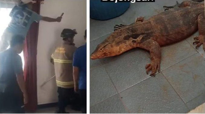 Viral Biawak Besar Masuk Rumah Warga di Depok