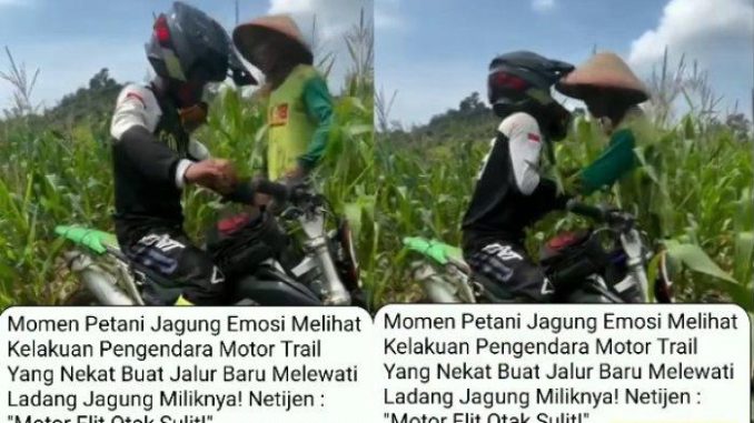 Viral Petani Jagung di Brebes Emosi Ladangnya Diterobos Motor Trail