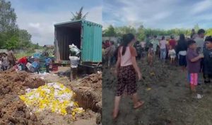 Viral Warga Nekat Gali Mangga yang Dimusnahkan