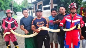 Viral Ular Piton Albino 4 Meter Sembunyi di Mobil Warga Makassar, Damkar Evakuasai