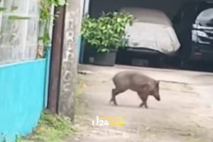 Viral Babi Hutan Muncul di Perumahan Warga Pejaten