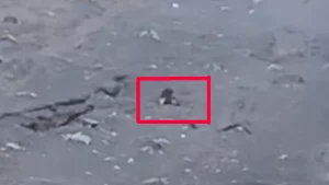 Viral Turis Wanita Asal Brazil Jatuh ke Jurang Rinjani