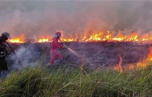 296 Hektare Lahan Terbakar, Polda Riau Tetapkan 51 Tersangka