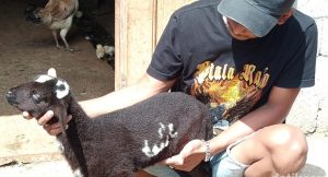 Viral Bulu Anak Kambing Bermotif Lafaz Allah, Ditawar Rp35 Juta