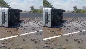 Pickup Muatan Lele Kecelakaan di Jalan Tol Ngawi-Kertosono KM 619