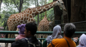 Kebun Binatang Ragunan Buka Malam Hari Mulai 11 Oktober