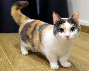 Biaya Steril Kucing Ras atau Lokal