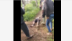 Viral Pria Lansia Tewas Dipatok Ular Kobra di Sukabumi Tewas