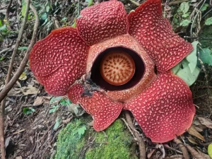 Dua Bunga Rafflesia Arnoldii Mekar Sempurna di Rejang Lebong