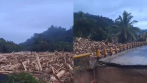 Viral Kayu Gelondongan Arus Banjir di Sumut