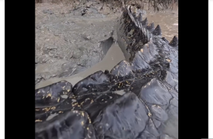 Viral Buaya Mirip Godzilla di Australia, Warganet Gempar!